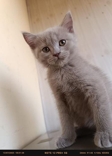 Pişiklər: Britan — 15