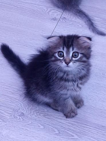 şınşıla: Ata şınşıla ana Britsh shorthairdi 2 aylıq balalar, südden — 1