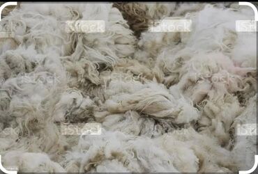 клетки для попугаев: Qoyun yunu satılır.Çəkisi 800 kq.Hamısı bütöv şəkildə satılır.Real