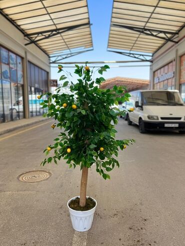 Süni güllər: Dekorativ süni ağaclar dəsti - Model 1: Varlıqlı yarpaqlı dekorativ — 36