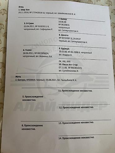токмок собака: Восточноевропейская овчарка, 2 года, Самка, С родословной, С прививкой — 2