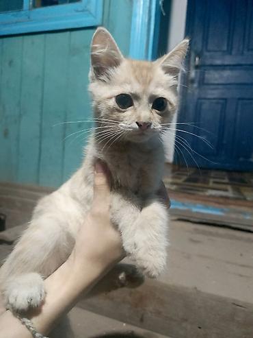 котят ош: Кошка даром: Беспородная, 2 месяца, Мальчик — 1