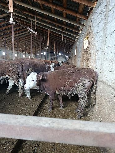 Коровы, быки: Продаю | Бык (самец) | Герефорд | На откорм | Племенные — 27