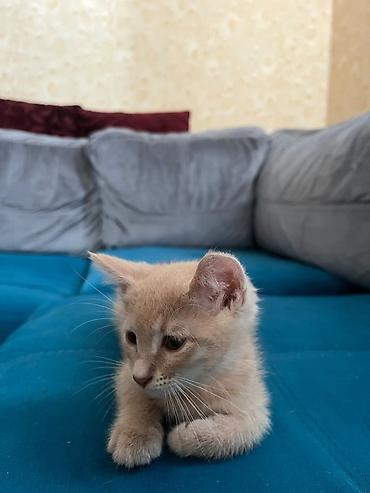 bala pişik: Erkək, Yaxşı əllərə — 1