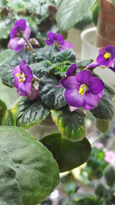 Фиалки и глоксинии: Продаются детки миниатюрных фиалок,крепкие,подрощенные.Сортов много — 10