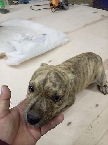 İtlər: Pitbul, 2 ay, Dişi — 16