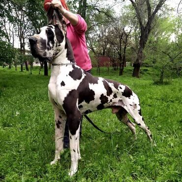 купить канарского дога в Кыргызстан | Куплю дом: Питомник собак "Folc Dog" предлагает щенков породы немецкий дог
