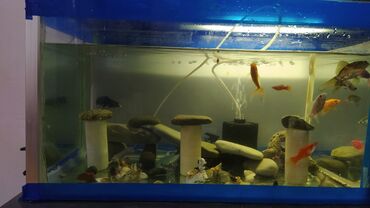 Akvariumlar: Rəngarəng akvarium balıqları və dekorativ akvarium Məhsul təsviri: - — 9