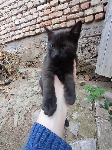Кошка даром: Беспородная, 2 месяца, Мальчик, Приучена к лотку