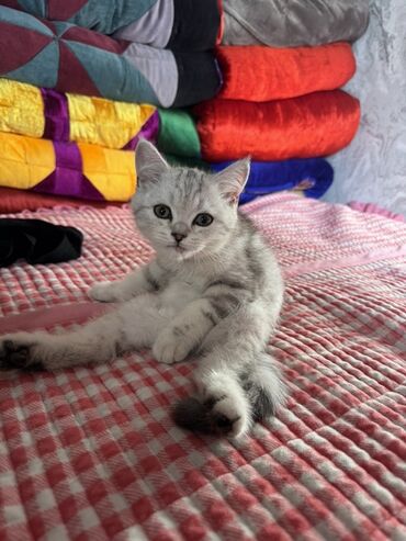 шотландская кошка шиншилла: Скотиш Фолд (Шотландская вислоухая), 3 месяца, Мальчик, Серебристая шиншилла, Приучена к лотку, Проглистована