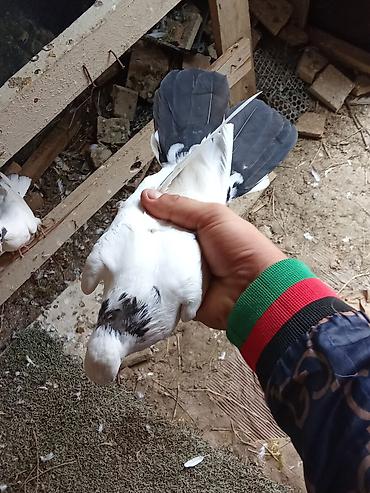 goyercin satisi 2019: Hazır cutdule qiymət sondur uçuşuna cavabdehliknen — 10
