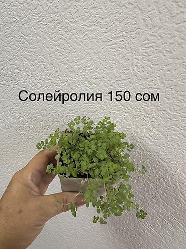 сыч: Укорененные черенки/отростки. Адрес 8 мкр — 5