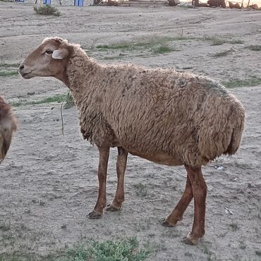 Akvarium aksessuar və ləvazimatları: Dişi, il: 3, Damazlıq