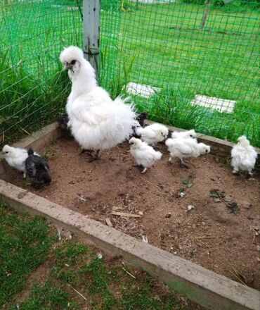 куры домашние цена: 🐣Продаю декоративные карликовые породы кур и петухов! Отличные