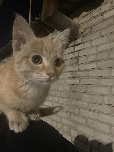 жалал абад кошки: Кошка даром: Беспородная, 2 месяца, Мальчик — 4