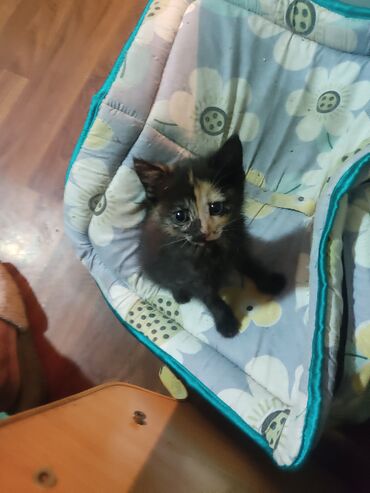 Отдам даром кошку: КОШКИ И КОТЯТА У НАС ПРИЮТ любой окрас есть можете выбрать у нас — 18