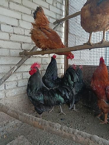 Птицы: Продаю — 2