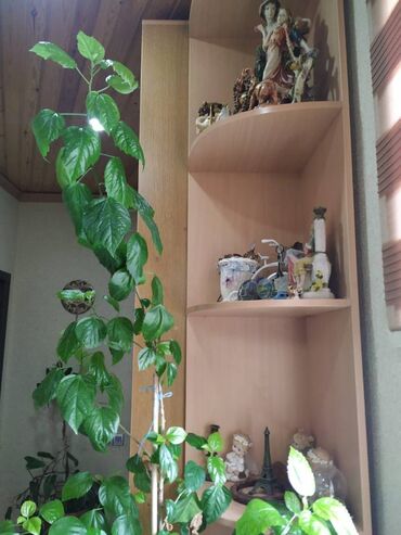 Bağ evlərinin kirayəsi: 100 kv. m, 2 otaqlı, Hovuzsuz — 14