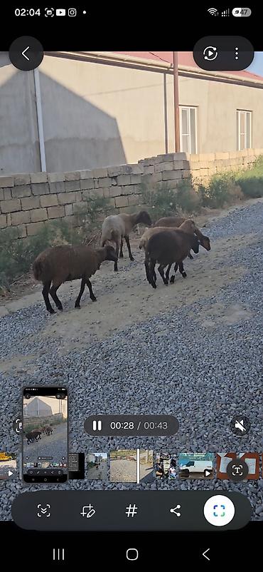 quzu qiyməti: 10 quzudu saxlaya bilmirəm 2500 manata ziyana satıram 9 dişi 1 — 3