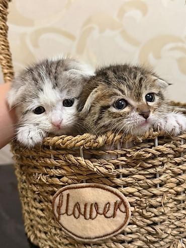 цена вислоухих котят: Шотландские вислоухие котята (Scottish Fold) Очаровательные — 5