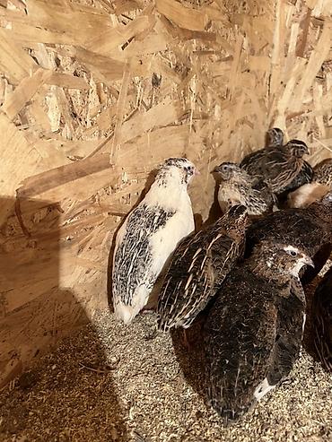 Другие с/х животные: Перепела разных окрасов для домашнего хозяйства Перепелки живые: 2х — 3