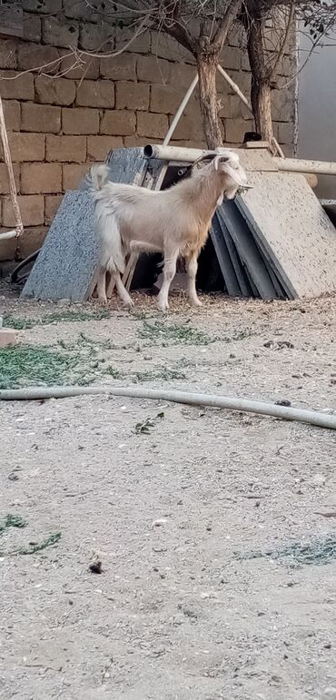 Akvariumlar: Erkək, Hələb, il: 7, Damazlıq, Ətlik, Ünvandan götürmə