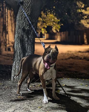 5 ayliq korpe: Pitbul, Erkək, Cütləşmə üçün — 3