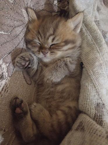 Pişiklər: Britan, Erkək, Yaxşı əllərə, Ünvandan götürmə — 4