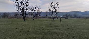 Torpaq sahələrinin satışı: Kənd təsərrüfatı — 13