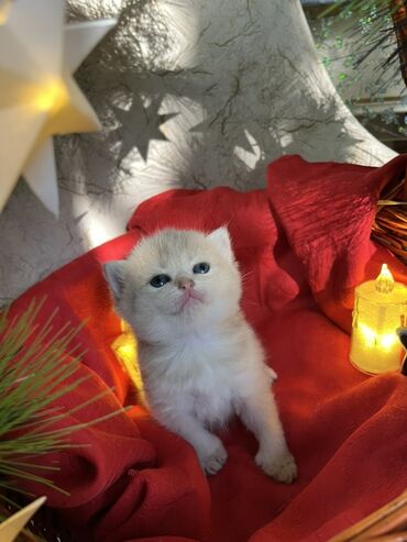 Pişiklər: Britan, Erkək, Dişi — 17