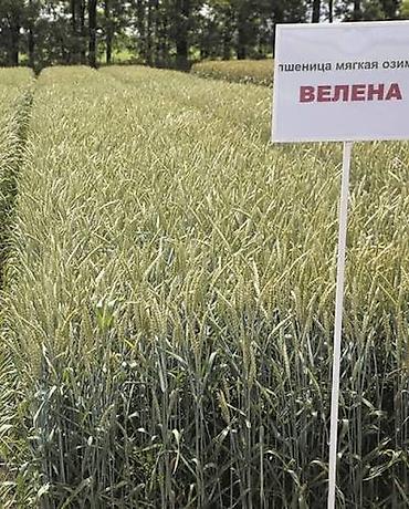купить мотокосилку: Продаю 2 сорта пшеницына семена есть озимая ауксиноваяесть — 10