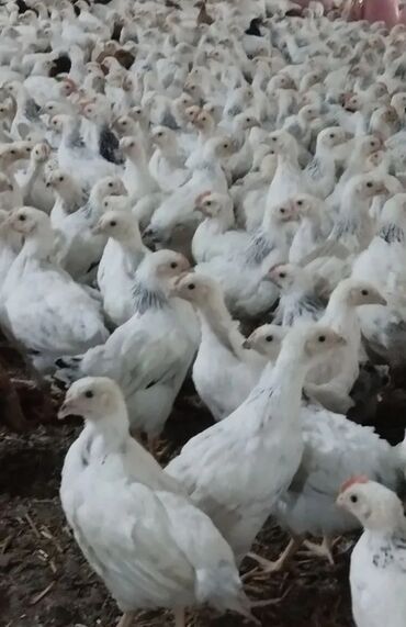 Cücələr: Toyuq cücələri, Damazlıq, Pulsuz çatdırılma, Ödənişli çatdırılma, Rayonlara çatdırılma