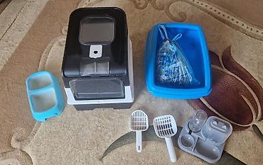 Pişiklər: Türk anqora, Erkək — 10