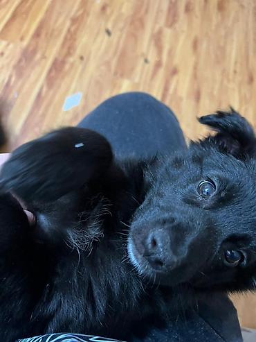 Отдам даром собаку: Собака даром: Дворняжка, 2 месяца, Самка — 2