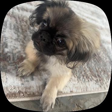 Pekines, 3 ay, Dişi, Peyvəndli lalafo.az -da Pekines, 3 ay, Dişi, Peyvəndli