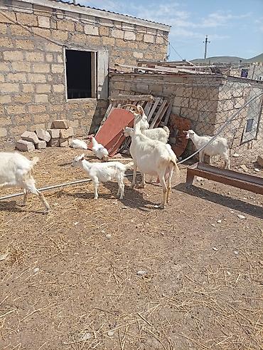 husky balası: SAF KAN MACAR VE FIRANSIZ SANEN KEÇİLERİ - Növ: süd və ətlik yerli — 7