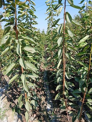 Другие фруктовые и ягодные растения: Ассаламу алайкум Турдуу кочоттор сатылат дыйканчылык озубуз — 2