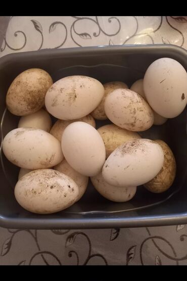 bildircin yumurtasinin qiymeti: Dişi, | Linda, Yumurtalıq, Pulsuz çatdırılma