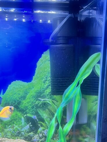 Akvariumlar: Akvarium-şkaf, Balıqlarla birlikdə, 90 l, Ödənişli çatdırılma — 9