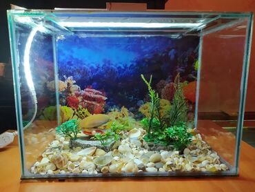 Akvariumlar: Akvarium balıqları aksesuarlar yem tor işıq — 2