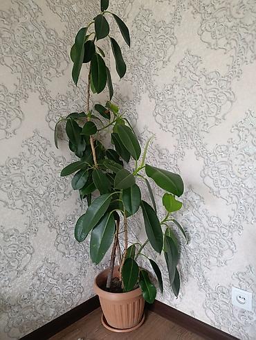 шефлер: Комнатные растения в горшках: 1) Сансевиерия (Sansevieria — 2