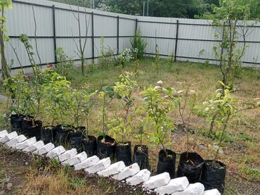 Bağ evlərinin kirayəsi: 40 kv. m, 2 otaqlı, Hovuzsuz, Kanalizasiya, İşıq, Qaz — 10