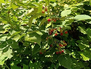 Продажа коттеджей и домов: Срочно продаётся дом в Чуйской области, г. Каинда по ул. Джуматаева — 18