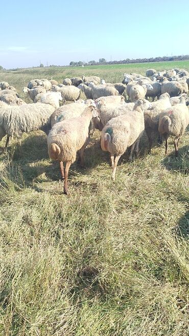 Qoyunlar, qoçlar: Qoyun sürüsü – ət və süd istiqamətli yerli cinslər - Şəkillərdə geniş -da lalafo.az — 7 Qoyunlar, qoçlar: Qoyun sürüsü – ət və süd istiqamətli yerli cinslər - Şəkillərdə geniş — 7