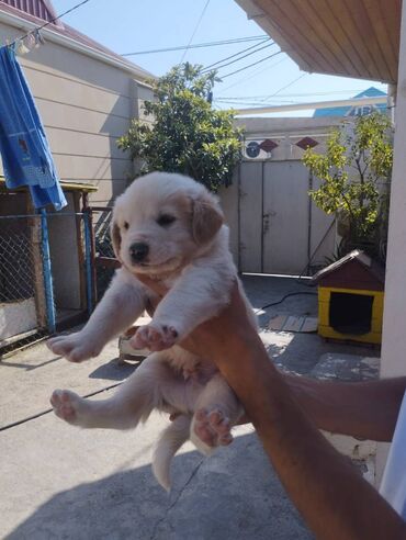 labrador it: Alabay, 1 ay, Erkek, Peyvəndli, Ünvandan götürmə