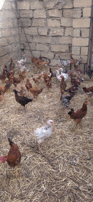 simmental ineklerin satisi: Tam sağlam kənd çolpaları satılır münasib qiymət 8 manat