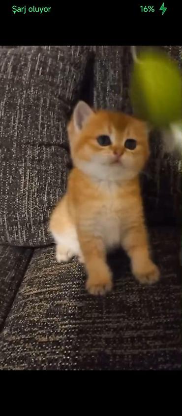 Pişiklər: Yaxşı əllərə — 7