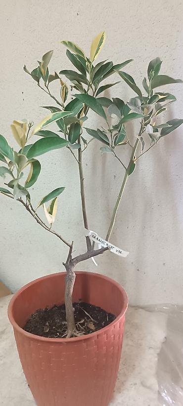 Лимоны: Продаю сортовые цитрусовые растения - ГРЕЙПФРУТ ДУНКАН 130см высота — 9