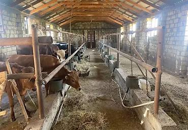 buzovnada torpaq: 1500 sot, Kənd təsərrüfatı, Mülkiyyətçi, Kupça (Çıxarış) — 8