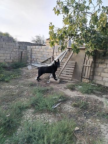 alman avçarkası: Alman çoban iti, Erkək — 3